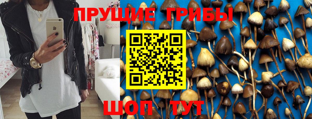 Камень-на-Оби  Псилоцибиновые грибы Psilocybe  Вход с VPN 